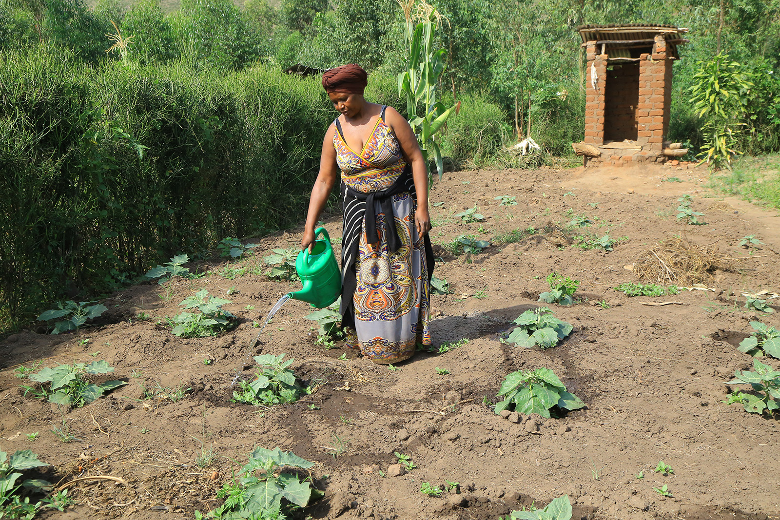 Woman watering her crops in a small field