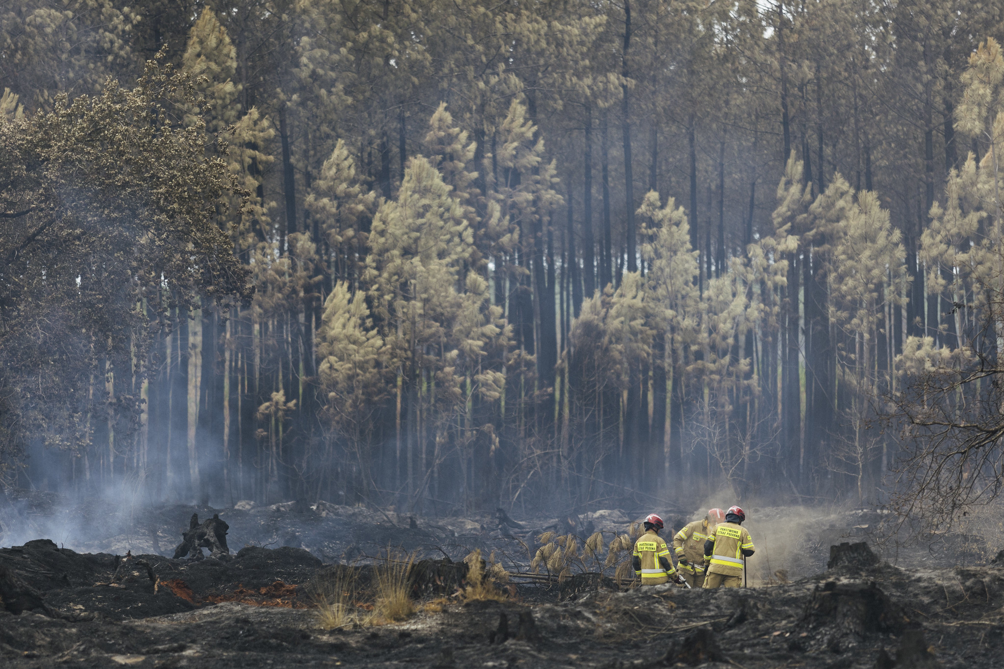 View of tall trees being consumed by fire.