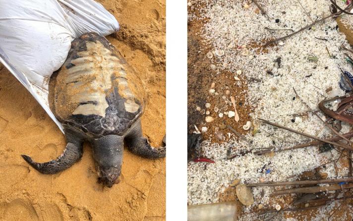 2 photos next to each other. Photo 1 a tortoise trapped in plastic, photo 2 different sorts of debris on the beach