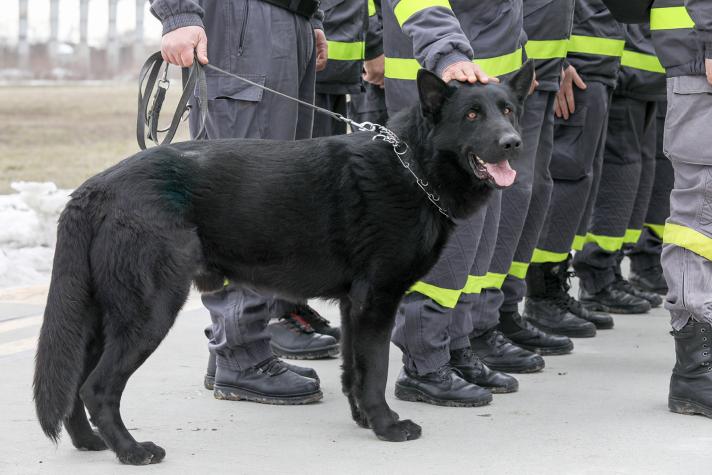 A search dog standing next to rescue workers