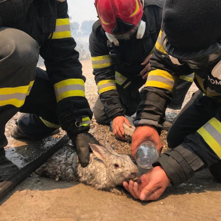 Firefighters giving water to a rabbit.
