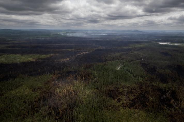 Aerial view of burned forests.