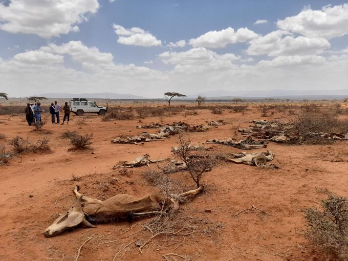 Animal carcasses lying in a dry landscape. In the background some people standing.