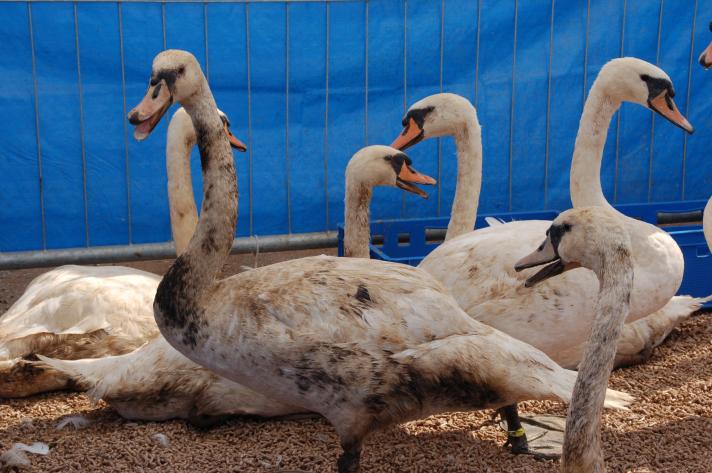 Swans polluted with oil on their feathers