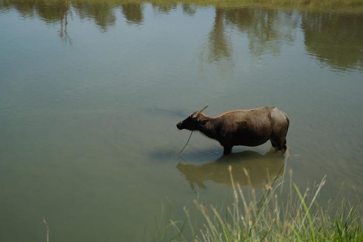 A buffalo in a muddy river.