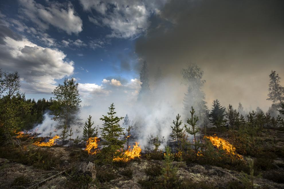  View of a burning forest in Kårböle.